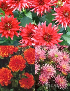 Menu Border Dahlia Collection