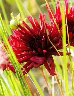 Menu Midnight Glo Dahlia Collection 23 Menu Midnight Glo Dahlia Collection -plant shop 74195 cactus dahlia