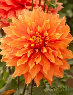 Menu Shimmering Sunset Dahlia Collection -plant shop 74196 mrs eileen dinnerplate dahlia 1
