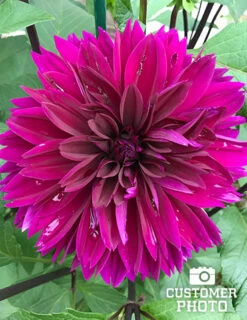 Menu Midnight Glo Dahlia Collection 28 Menu Midnight Glo Dahlia Collection -plant shop 74197 thomas edison dahlia