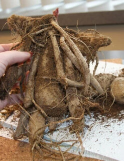 Menu Midnight Glo Dahlia Collection 26 Menu Midnight Glo Dahlia Collection -plant shop 74197 thomas edison dinnerplate dahlia 3