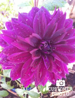 Menu Midnight Glo Dahlia Collection 27 Menu Midnight Glo Dahlia Collection -plant shop 74197 thomas edison dinnerplate dahlia 4