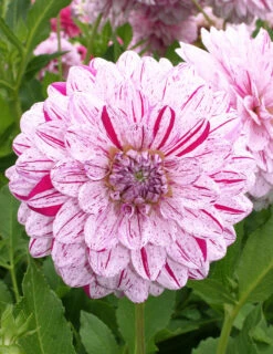 Menu Peppermint Dream Dahlia Collection -plant shop 74198