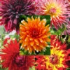 Menu Sunset Dahlia Collection -plant shop 74203 sunset dahlia collection 7