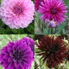 Menu Midnight Glo Dahlia Collection -plant shop 74208
