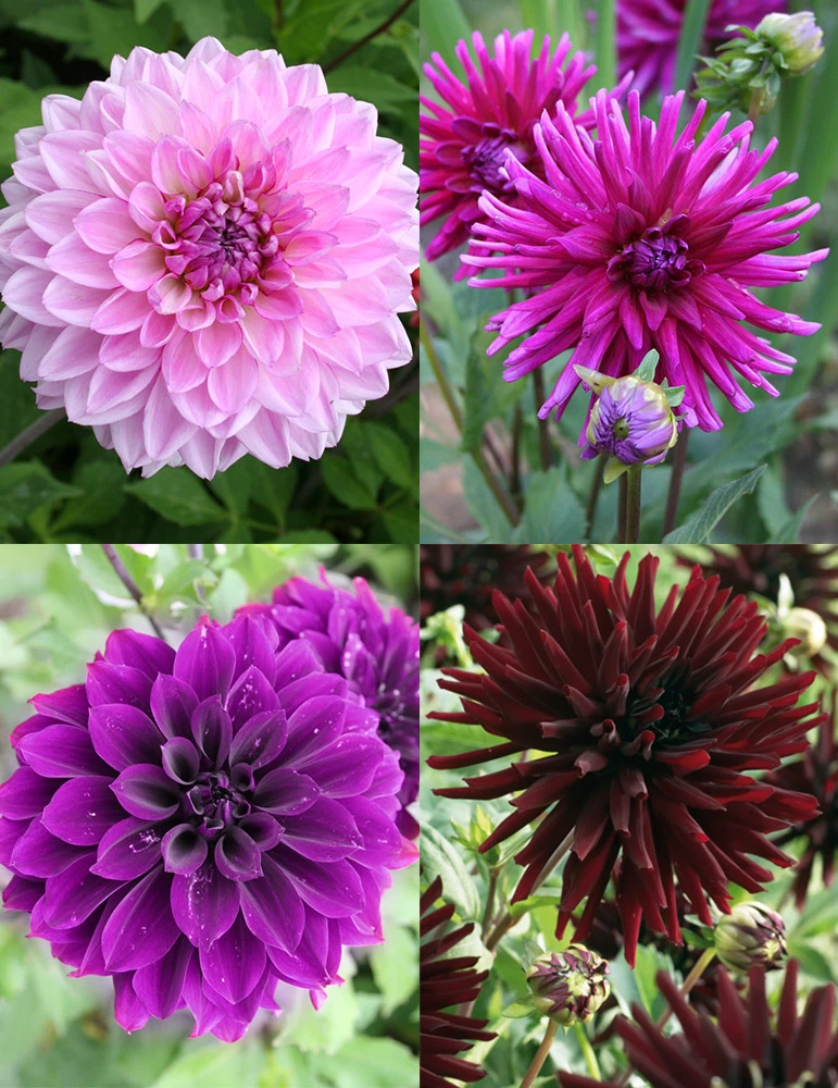 Menu Midnight Glo Dahlia Collection 3 Menu Midnight Glo Dahlia Collection