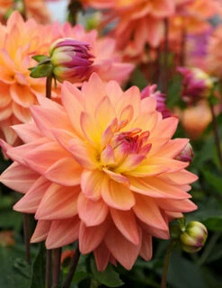 Menu Shimmering Sunset Dahlia Collection -plant shop 74209 1