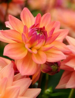 Menu Shimmering Sunset Dahlia Collection -plant shop 74209 2 1