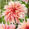 Menu Labyrinth Decorative Dahlia -plant shop 74213 labyrinth decorative dahlia 2 1