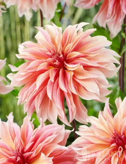 Menu Shimmering Sunset Dahlia Collection -plant shop 74213 labyrinth decorative dahlia 2 2