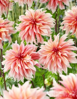 Menu Shimmering Sunset Dahlia Collection -plant shop 74213 labyrinth decorative dahlia 3 2
