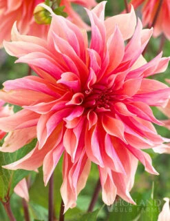 Menu Shimmering Sunset Dahlia Collection -plant shop 74213 labyrinth decorative dahlia 4 2