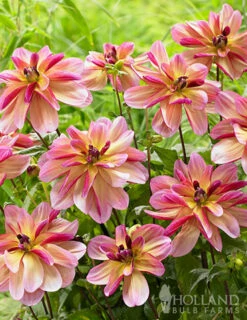 Menu Shimmering Sunset Dahlia Collection -plant shop 74214 dark butterfly decorative dahlia 2 1