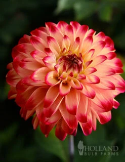 Menu Lady Darlene Dinnerplate Dahlia
