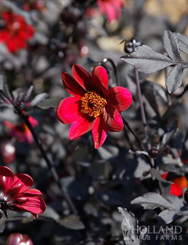 Menu Pulp Fiction Dahlia 4 Menu Pulp Fiction Dahlia - Image 2