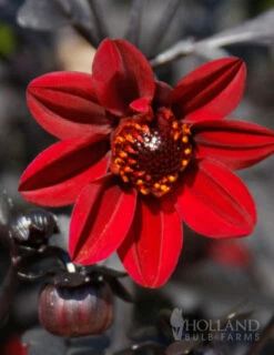 Menu Pulp Fiction Dahlia