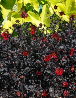 Menu Pulp Fiction Dahlia 7 Menu Pulp Fiction Dahlia -plant shop 74220 pulp fiction dahlia 3