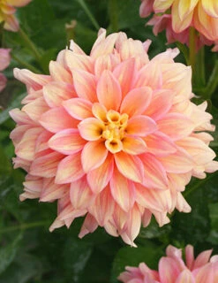 Menu Shimmering Sunset Dahlia Collection -plant shop 74221