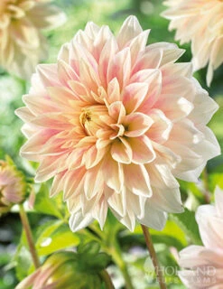 Menu Shimmering Sunset Dahlia Collection -plant shop 74221 ice cube dahlia 2