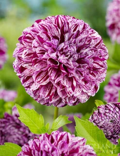 Menu Marble Ball Dahlia
