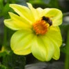 Menu Yellow Sneezy Dahlia -plant shop 74234
