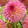 Menu Foxy Lady Decorative Dahlia -plant shop 74236 foxy lady decorative dahlia 2
