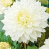 Menu White Decorative Dahlia 1 Menu White Decorative Dahlia -plant shop 74245 white decorative dahlia