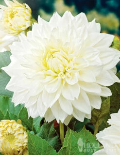 Menu White Decorative Dahlia