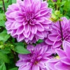 Menu Lilac Time Dahlia -plant shop 74249 lilac time dahlia 3