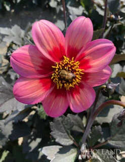 Menu Dahlegria Tri-Colore Dahlia