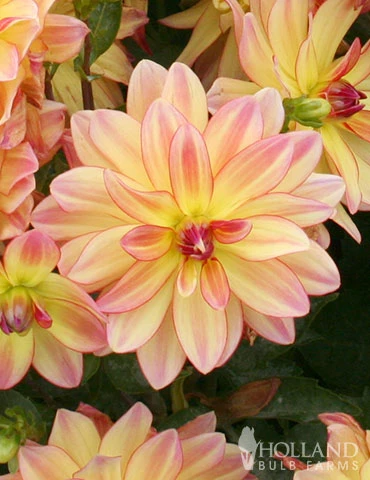 Menu Happy Butterfly Dahlia 4 Menu Happy Butterfly Dahlia - Image 2