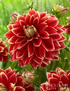 Menu Dutch Carnival Dahlia