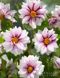 Menu Edge Of Joy Decorative Dahlia