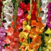 Menu Mixed Gladiolus Super Pack -plant shop 76108 mixed gladiolus
