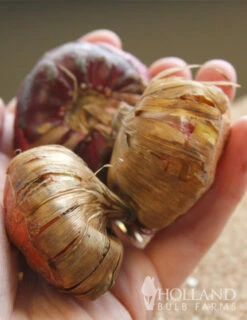 Menu Mixed Gladiolus Super Pack -plant shop 76108 mixed gladiolus 2