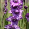 Menu Anouck Large Flowering Gladiolus -plant shop 76113 anouck large flowering gladiolus