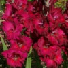 Menu Black Surprise Large Flowering Gladiolus -plant shop 76116 black surprise large flowering gladiolus