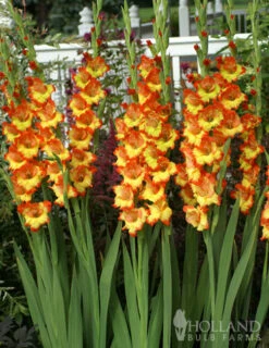 Menu Princess Margaret Rose Gladiolus 7 Menu Princess Margaret Rose Gladiolus -plant shop 76123 princess margaret rose gladiolus 3