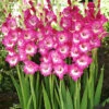 Menu Rhapsody In Blue Gladiolus -plant shop 76140 rhapsody in blue 4