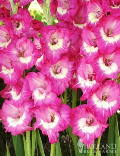 Menu Rhapsody In Blue Gladiolus -plant shop 76140 rhapsody in blue 5