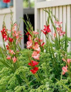 Menu Charming Beauty Hardy Mini Gladiolus -plant shop 76142 charming beauty hardy mini gladiolus