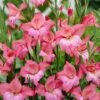 Menu Charming Beauty Hardy Mini Gladiolus 1 Menu Charming Beauty Hardy Mini Gladiolus -plant shop 76142 charming beauty mini gladiolus
