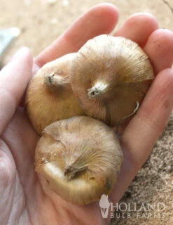 Menu Charming Beauty Hardy Mini Gladiolus -plant shop 76142 charming beauty mini gladiolus 2