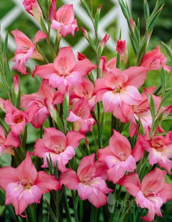 Menu Charming Beauty Hardy Mini Gladiolus