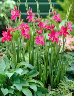 Menu Charming Beauty Hardy Mini Gladiolus -plant shop 76142 charming beauty mini gladiolus 3