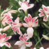Menu Impressive Hardy Miniature Gladiolus -plant shop 76143 impressive hardy miniature gladiolus