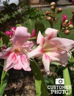 Menu Impressive Hardy Miniature Gladiolus -plant shop 76143 impressive hardy miniature gladiolus 3