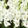 Menu White Gladiolus Value Bag -plant shop 76146 white gladiolus