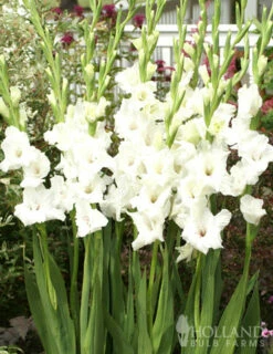 Menu White Gladiolus Value Bag -plant shop 76146 white gladiolus 2