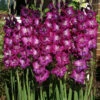 Menu Purple Gladiolus Value Bag -plant shop 76147 purple gladiolus